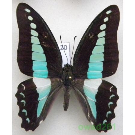 Graphium sarpedon Linnaeus, 1758 Philippines 53mm20